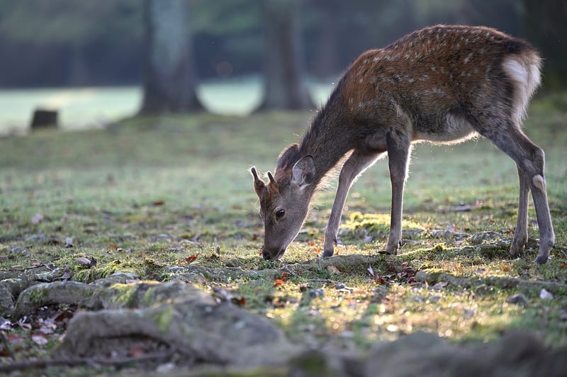 Wildlife